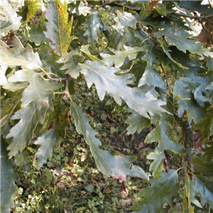 Hedging Quercus Petraea 5 Per Pot